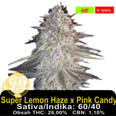 Super Lemon Haze x Pink Candy / Feminizováno