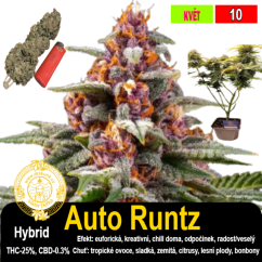 Runtz Auto / feminizovano