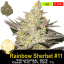 Rainbow Sherbet #11/ Feminizováno