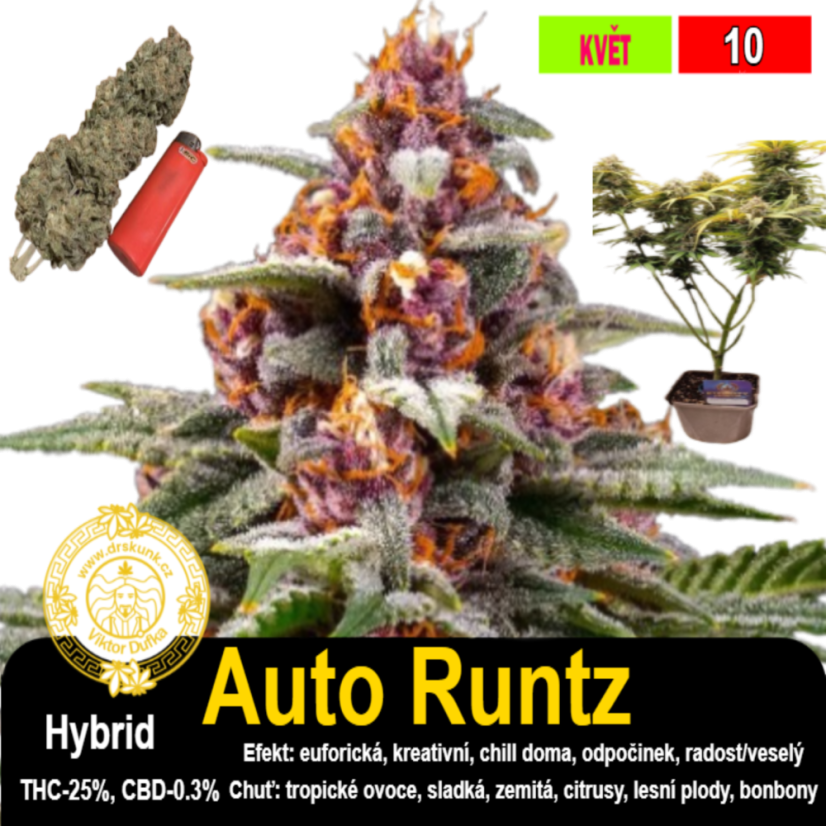 Runtz Auto / feminizovano - semena, : 3