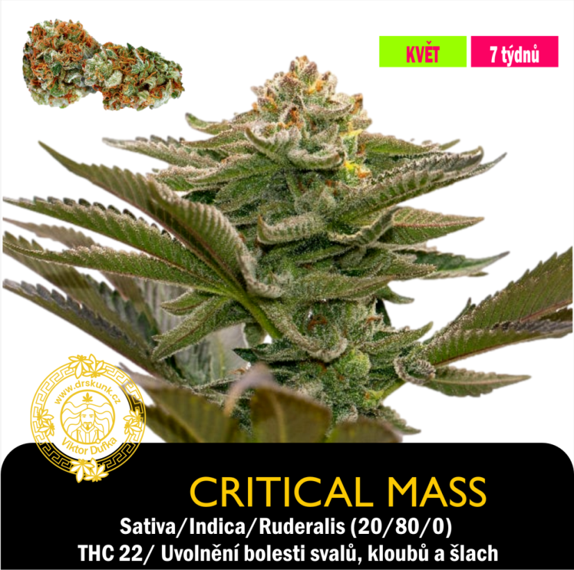 Critical Mass / Feminizované