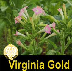 Virginia Gold