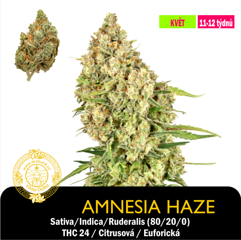 Amnesia Haze /Feminizováno