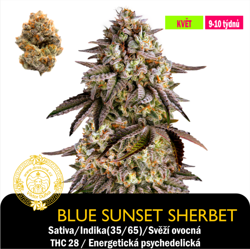 Blue Sunset Sherbet / Feminizováno