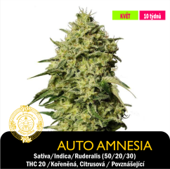 Auto Amnesia / Feminizované