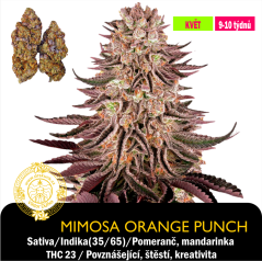 Mimosa x Orange Punch / Feminizováno
