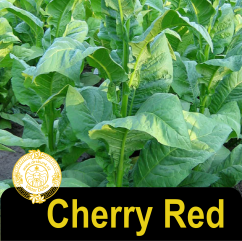 Cherry Red