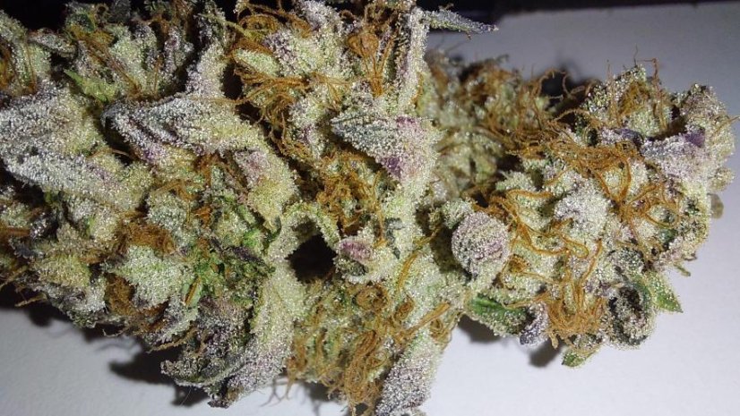Super Lemon Haze × RS11