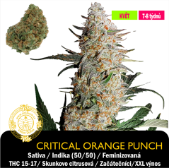 Critical Orange Punch / Feminizováno