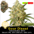 Sour Diesel / Feminizováno