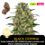 Black Domina / Feminizované