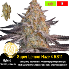 Super Lemon Haze × RS11