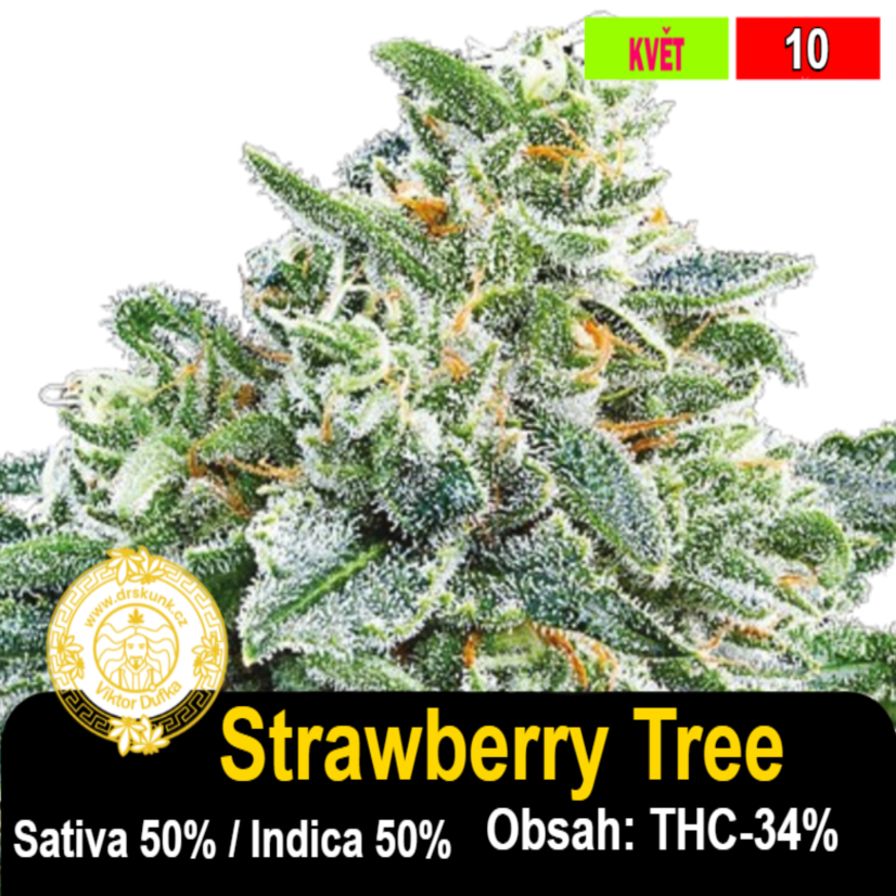 Strawberry Tree / feminizovano