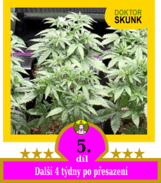 5) Další 4 týdny po přesazení do 10 litrového organického kýble