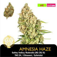 Amnesia Haze /Feminizováno