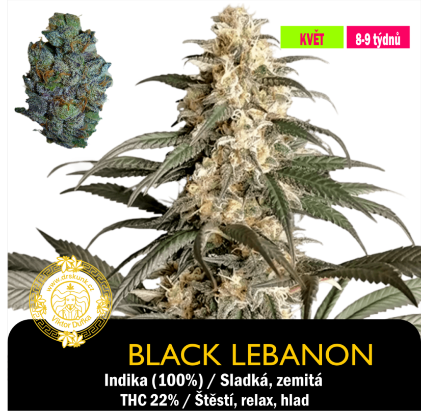 Black Lebanon - Feminizováno