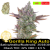 Gorilla King Auto / Feminizováno