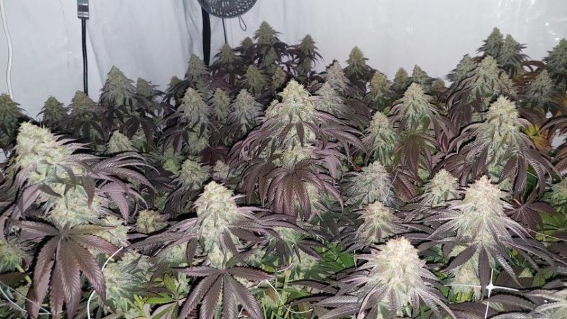 Super Lemon Haze × RS11