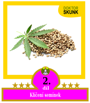 2) Klíčíme semínka