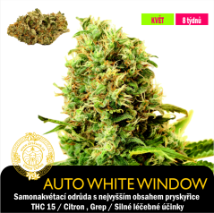 Auto Bílá Vdova [White Widow] / Feminizováno