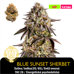 Blue Sunset Sherbet / Feminizováno