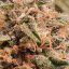 Hash Plant / Feminizováno