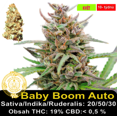 Baby Boom Auto / Feminizováno