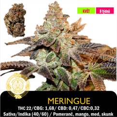 Meringue / Feminizováno